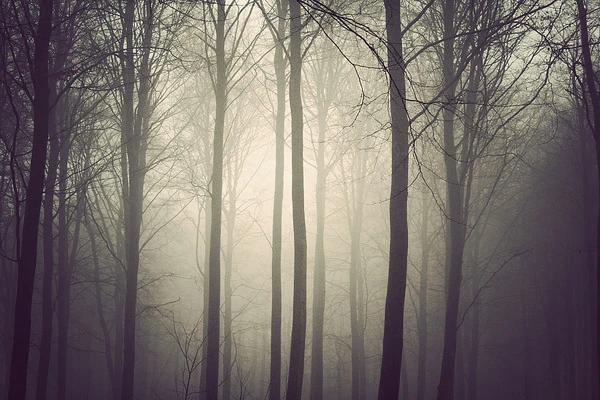 the-trees