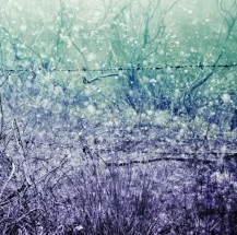 Twisted Winter Wallpaper